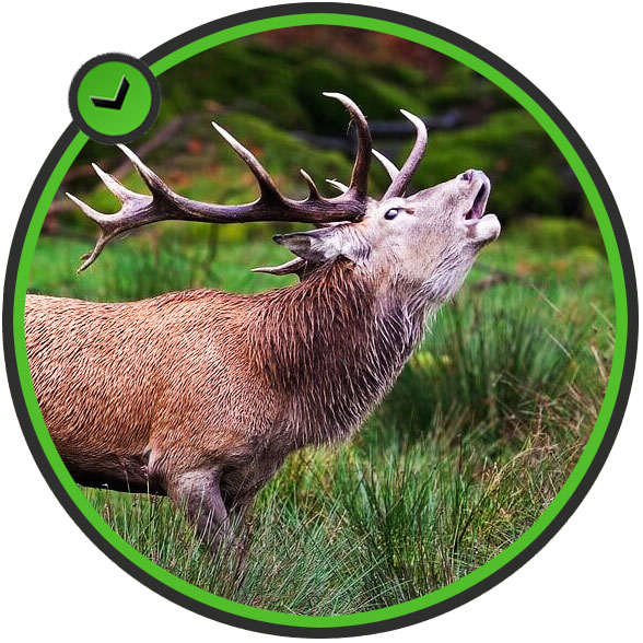 Berrea Camping Las Majadas Cuenca