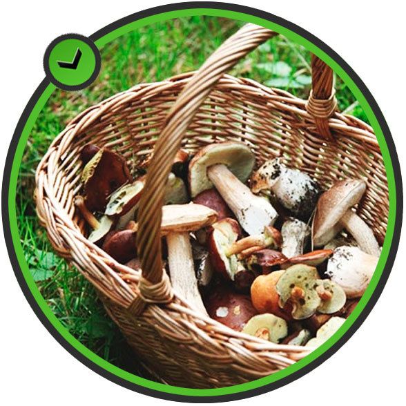 micología Camping Las Majadas Cuenca